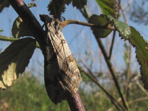 Aplocera sp.